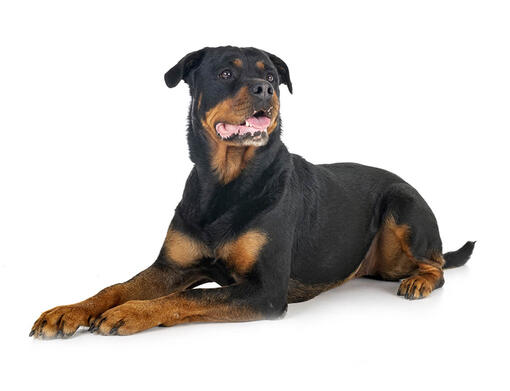 Rottweiler hypoallergenic deals
